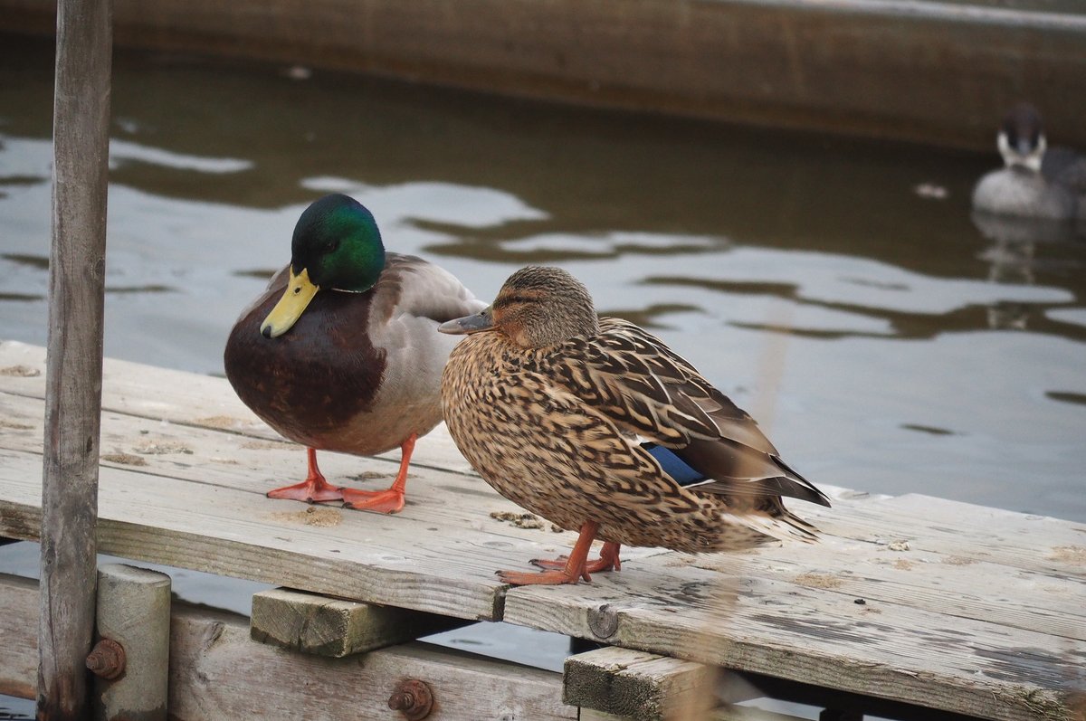 仲睦まじいマガモのカップルを背後から見つめる視線。気取られる前に