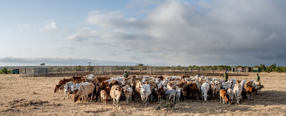 Ol Pejeta tweet media