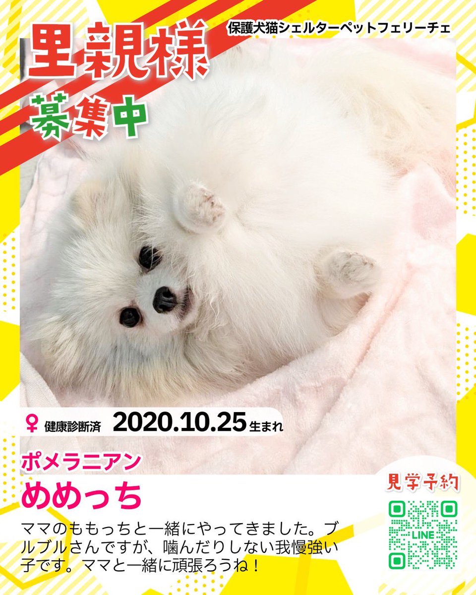 里親募集中🐶🐾】 ⁡ めめっち #ポメラニアン 2020.10.25生まれの女の子
