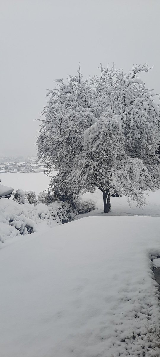 ❄️🩶❄️⛄️semplicemente un fine settimana bianco🩶❄️💙⛄️
Buon venerdi a bella gente 🩶❤️⛄️