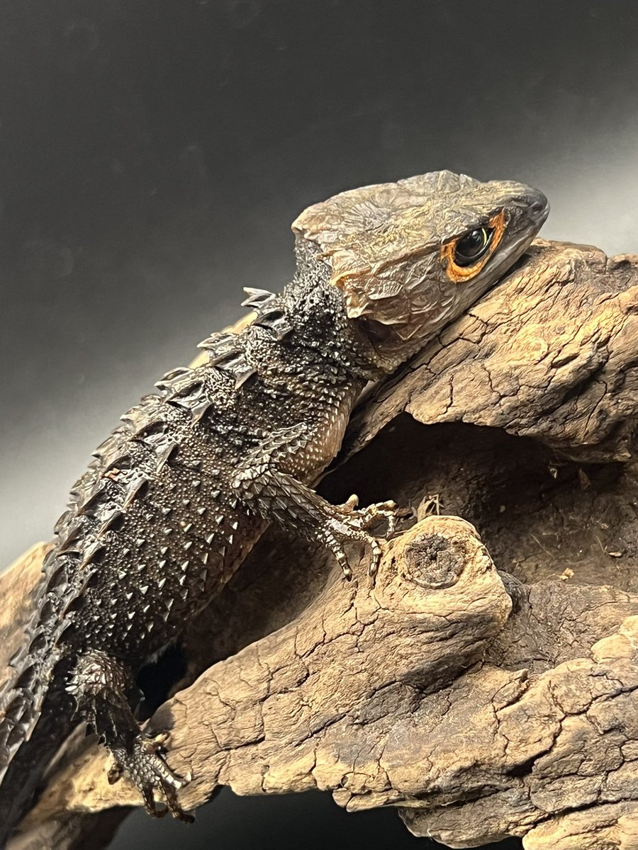 Reptiles Shop Queen tweet media