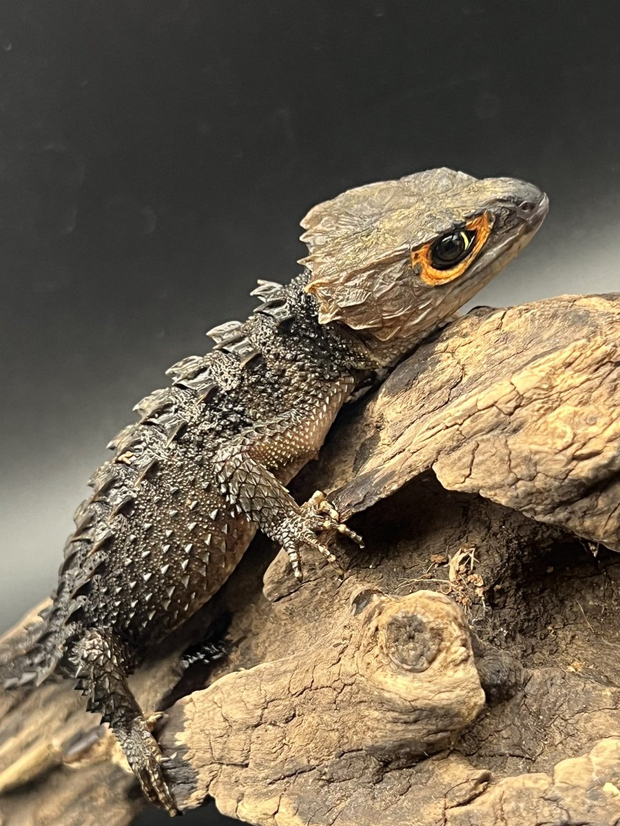 Reptiles Shop Queen tweet media