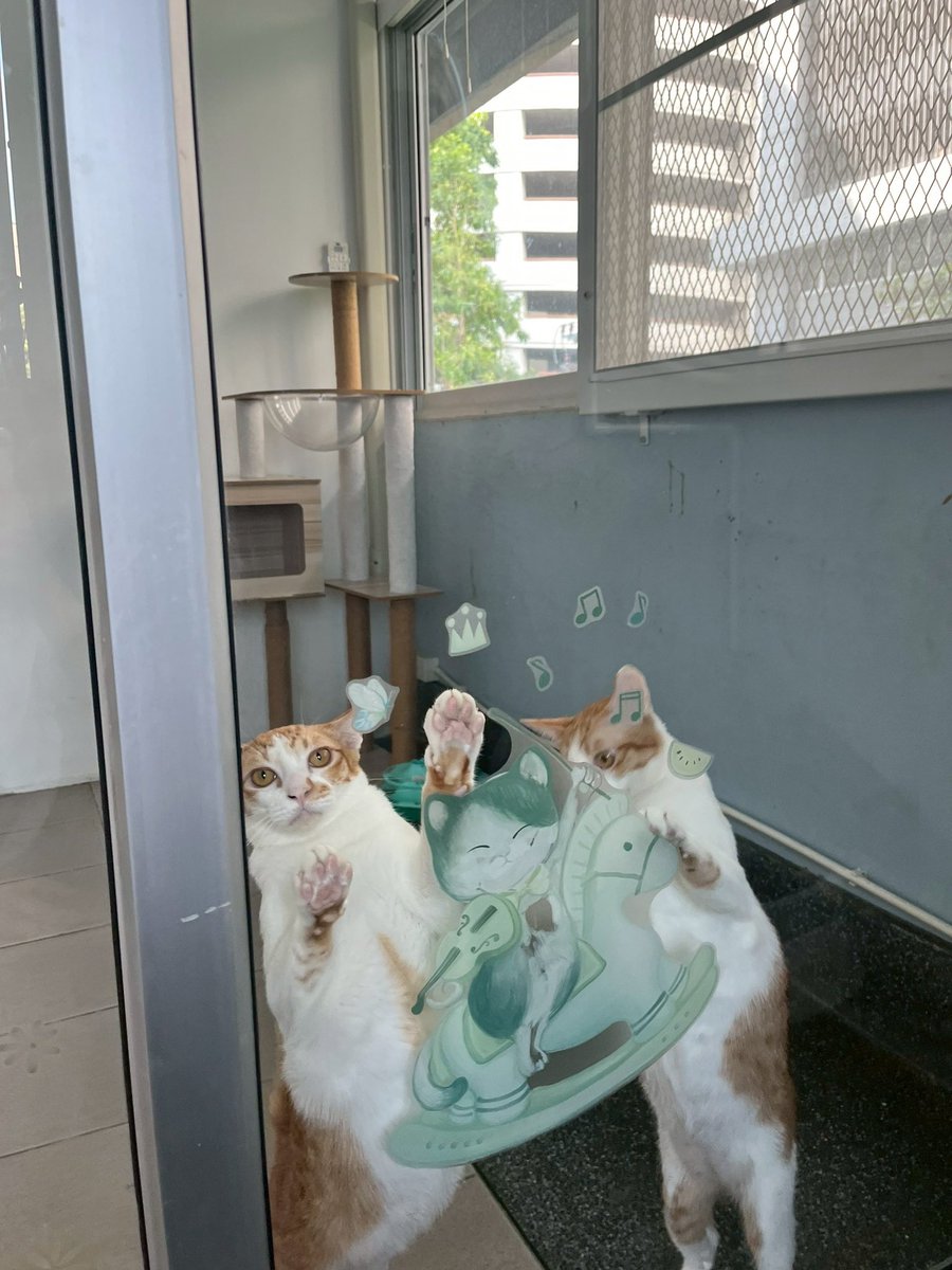 สองส้มติดคนมากกก เอ็นดูเด็กๆสุดๆ 🥺 แม่กำไลกับสีนวลย้ายบ้านไปแล้ว เหลือกัน2ตัว

ถ้าคุณอยากมีแมวติดคน ขี้อ้อน รอคุณหน้าประตูบ้านทุกวัน เรียนเชิญนะคะ น้องหาบ้านทั้งคู่เลย 🏡💘
#แมคคาเดเมีย_Johnjud #เฮเซลนัท_Johnjud