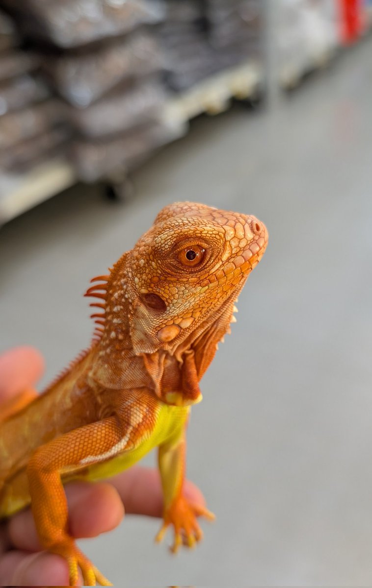 トカゲ新入荷！！】 ・グリーンイグアナ 