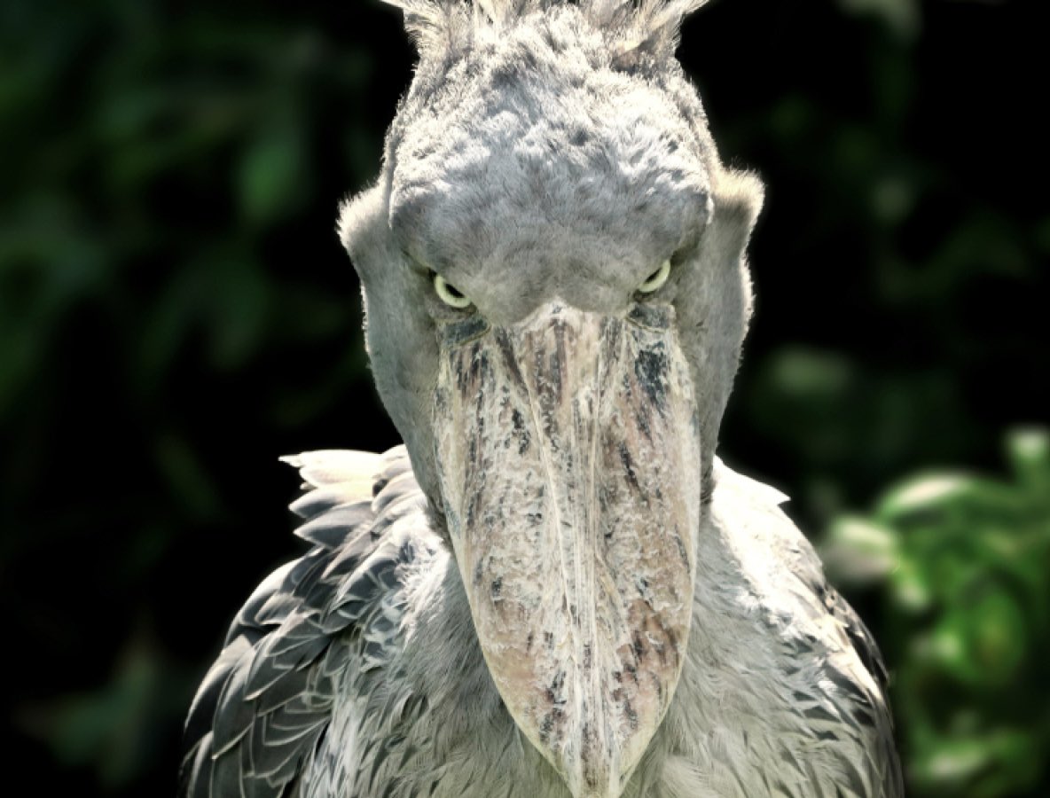 Pan 🍞 tweet media