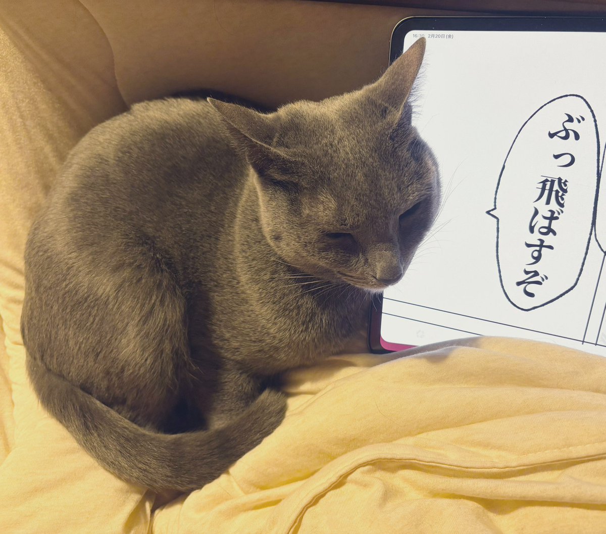 しましましま💮 (@sbpt0503) on Twitter photo 