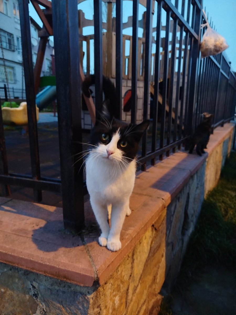 Lütfn yuva lütfnn

Slyvester, 1 yaşında, kısır, erkek. İstanbul'da her yere getiririz. 05345760823

<a href="/kocakafe/">totoro</a>