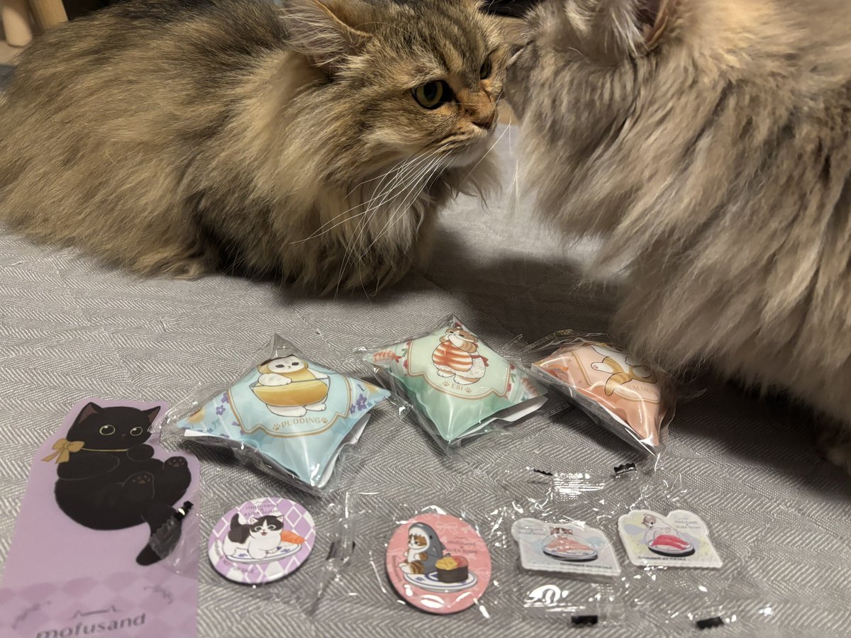 #猫 #マンチカン #猫のいる暮らし 
 #mofusandくら寿司コラボ 
ｽｼ₍₍(ง🍣 ΦωΦ )ว🍣⁾⁾ｽｯｼ