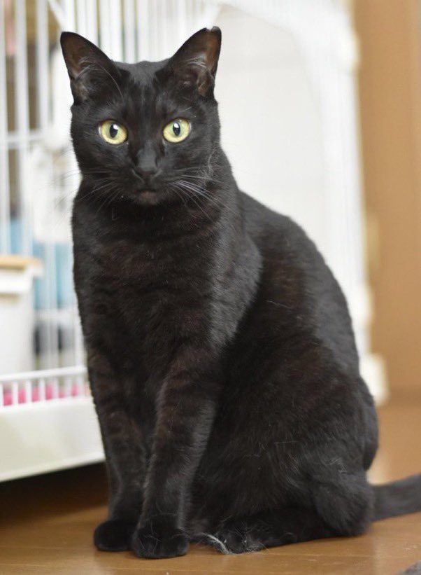 奇跡の一枚」と「センシティブ案件」 #黒猫 #三毛猫 #保護猫 #奇跡の一