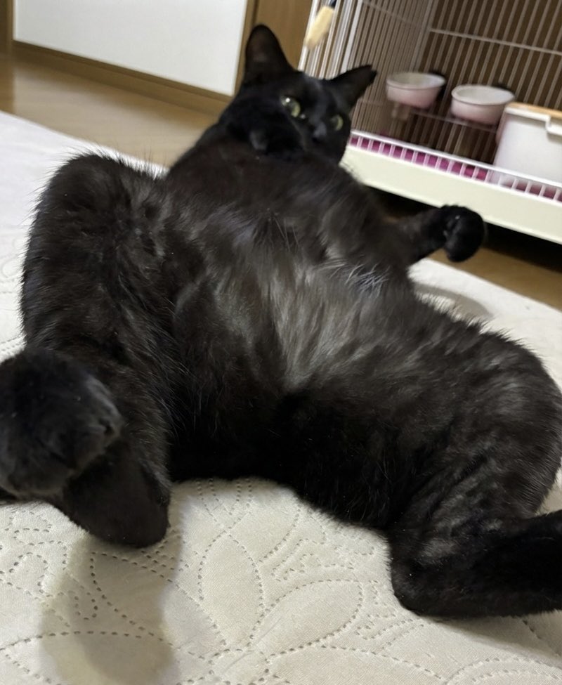 奇跡の一枚」と「センシティブ案件」 #黒猫 #三毛猫 #保護猫 #奇跡の一