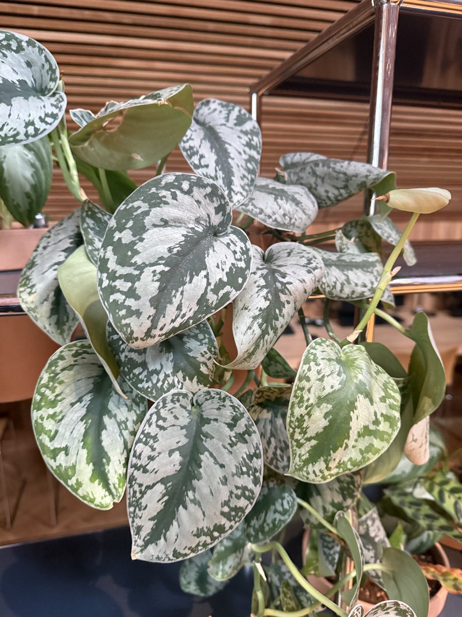 Louis Macklin tweet media