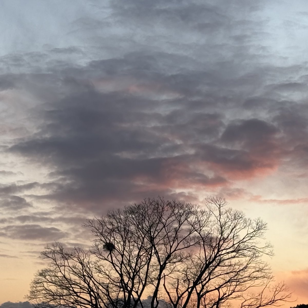 明るいうちに帰れて嬉しいので電車使わずに歩いて帰った。
これはやどられている木と空。