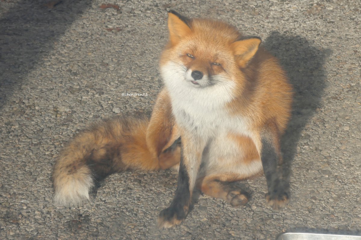 チベスナが宿ったしゅうちゃん #北きつね牧場