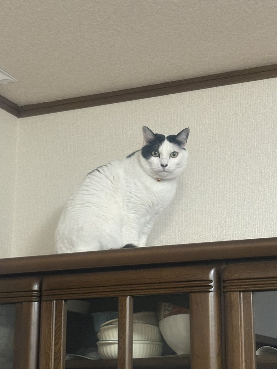 sechadayoooo's tweet photo. ほしいっっっ‼️ https://t.co/MvdX53gvQU