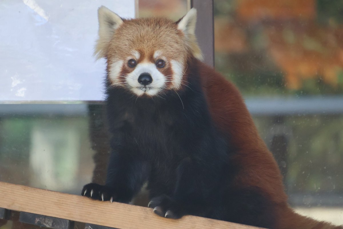 よしみん (@mg7rf_wym) / Posts / X