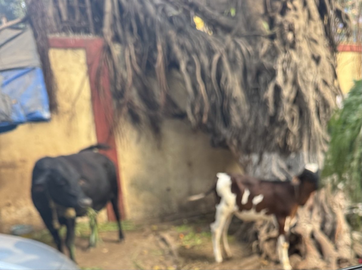 friendsoffnorth's tweet photo. Complete footpath on Telang Road taken over by ILLEGAL cow shed -people are forced to walk on road-There are 2/3 such Sheds across @mybmcWardFN @mybmc @mayor_mumbai - Inhuman conditions @mumbaimatterz @WadalaForum @fpjindia @mid_day @public_pulseIN @TOIMumbai @HTMumbai https://t.co/odwj6foyfj