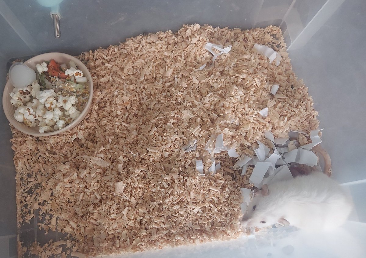 ネズミさん達のメンテナンスのお時間です🐁 ラットとヤワゲネズミは