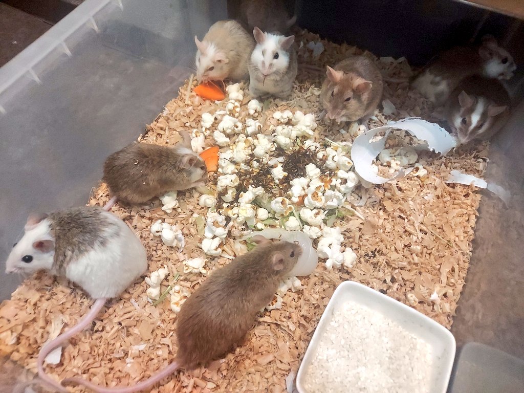 ネズミさん達のメンテナンスのお時間です🐁 ラットとヤワゲネズミは