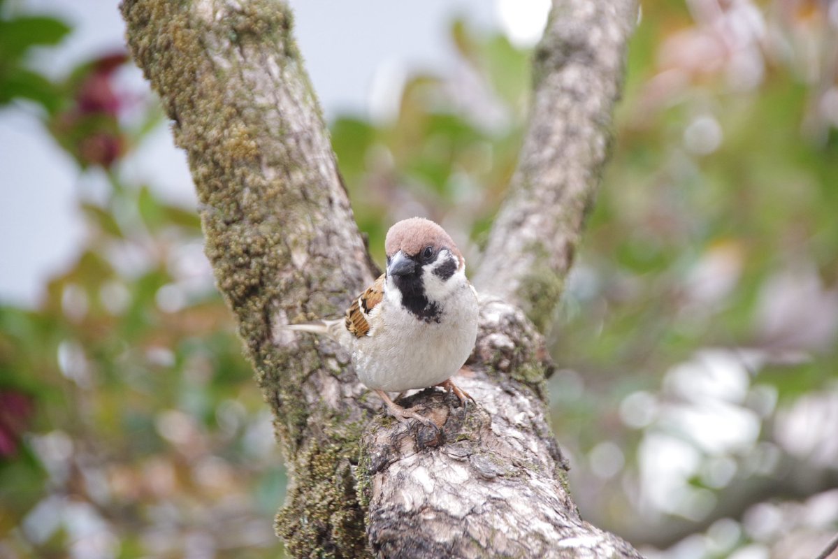 U*'エ'*)*'□'*) すずめ