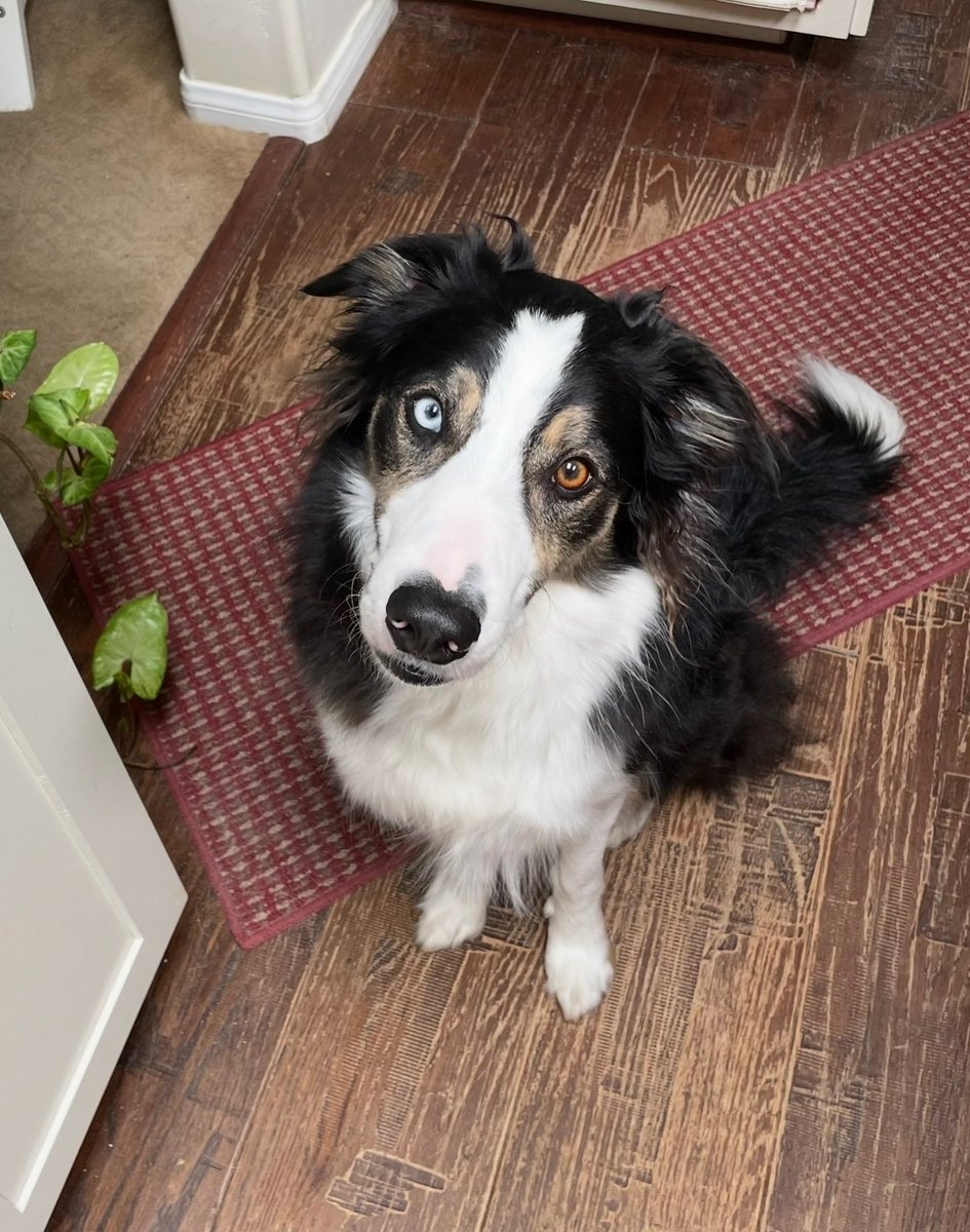 SwingPearlSwing's tweet photo. @Garrett_Watts Here’s my majestic beautiful boy Gary! Got him during PEAK pandemic. He’s a border collie &amp; is obsessed with squeaky tennis balls. Best time of day for him is what we call squeaky hour cuz  soon as you lay down for bed he goes to a corner &amp; squeaks his ball for optimal noise! https://t.co/G8XZx2cgCJ