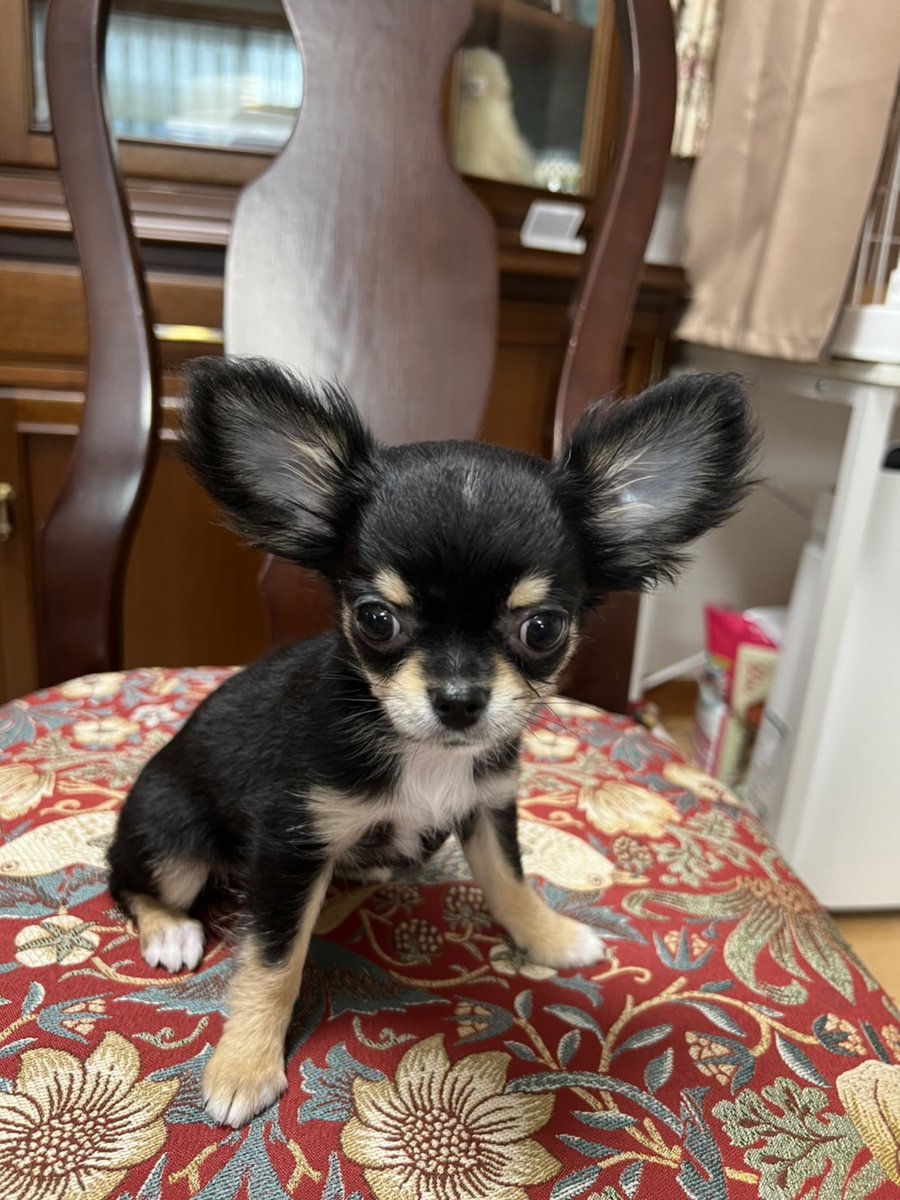 わんこのビフォーアフターの写真が流れてたので、我が家のチワワ様(0才