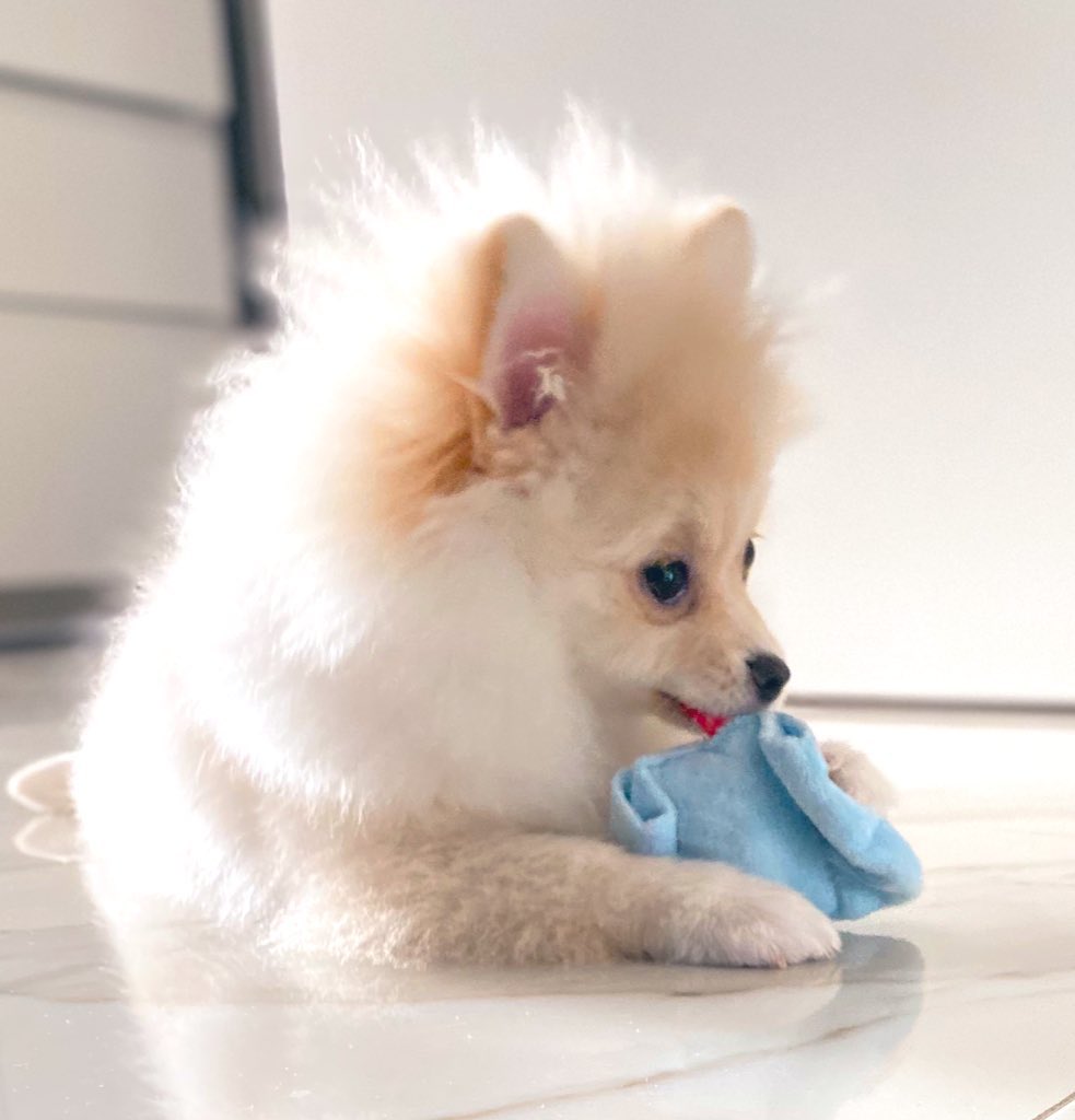 ぽめらにあん様 シトもビフォアフ🩵 #puppy