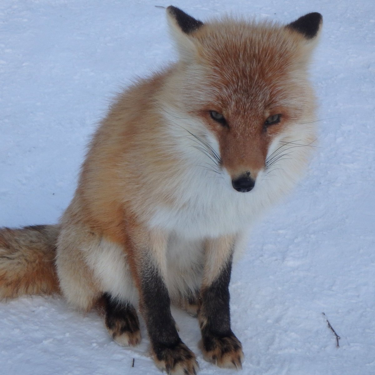 🦊
さやちゃんの姪っ子の息子コウくんだよ😊
（もうすぐ５歳）

#北きつね牧場