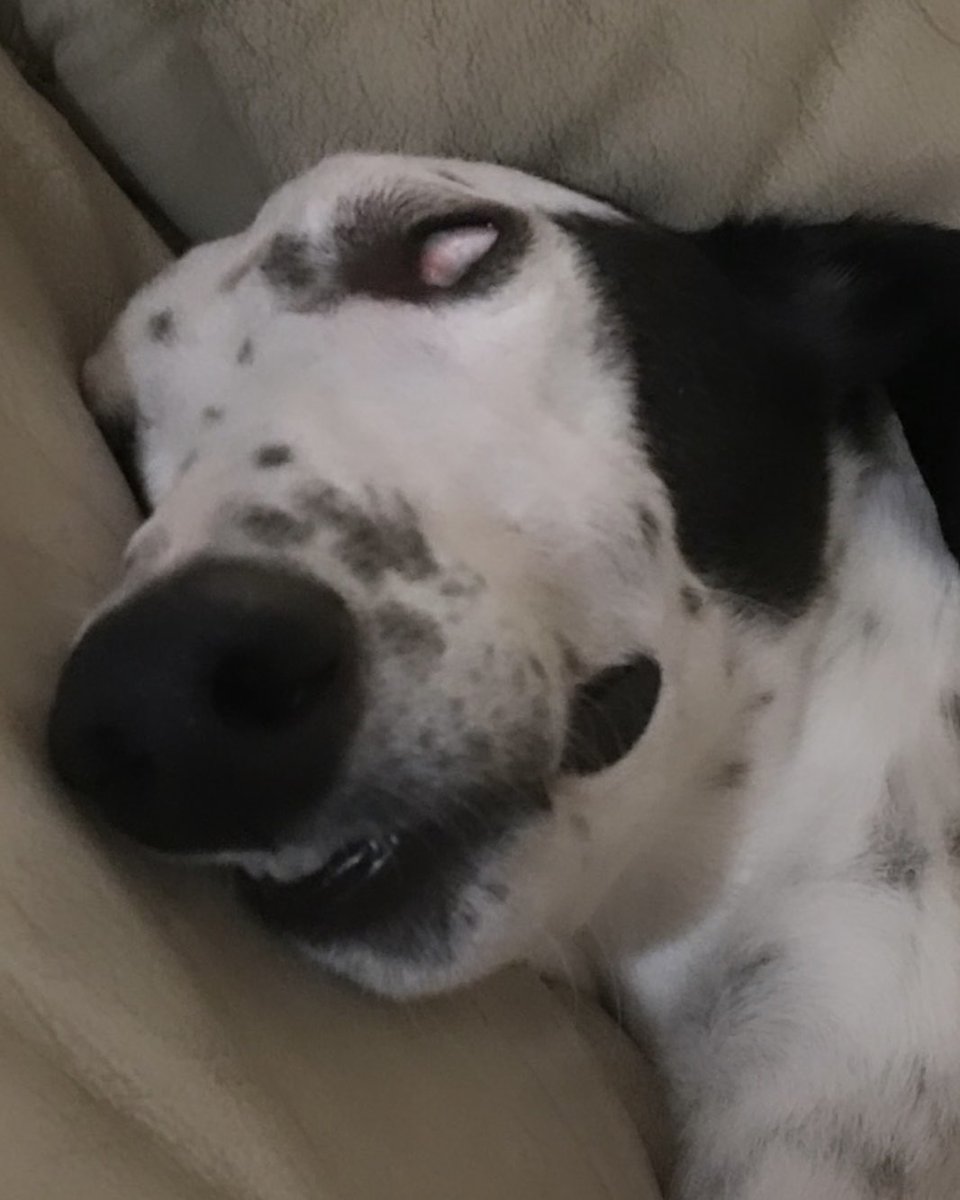 bukithium's tweet photo. @Garrett_Watts this is my 7yo greyhound, toecutter! (he’s named after the mad max character). toe is genuinely the sweetest and dumbest dog in existence and i love him so much. https://t.co/fTGBarQqKb
