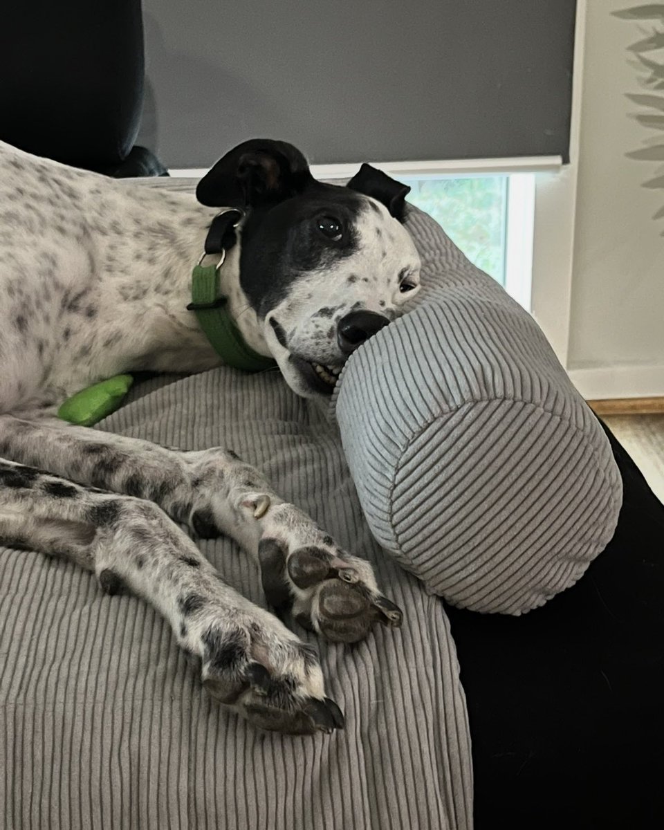bukithium's tweet photo. @Garrett_Watts this is my 7yo greyhound, toecutter! (he’s named after the mad max character). toe is genuinely the sweetest and dumbest dog in existence and i love him so much. https://t.co/fTGBarQqKb