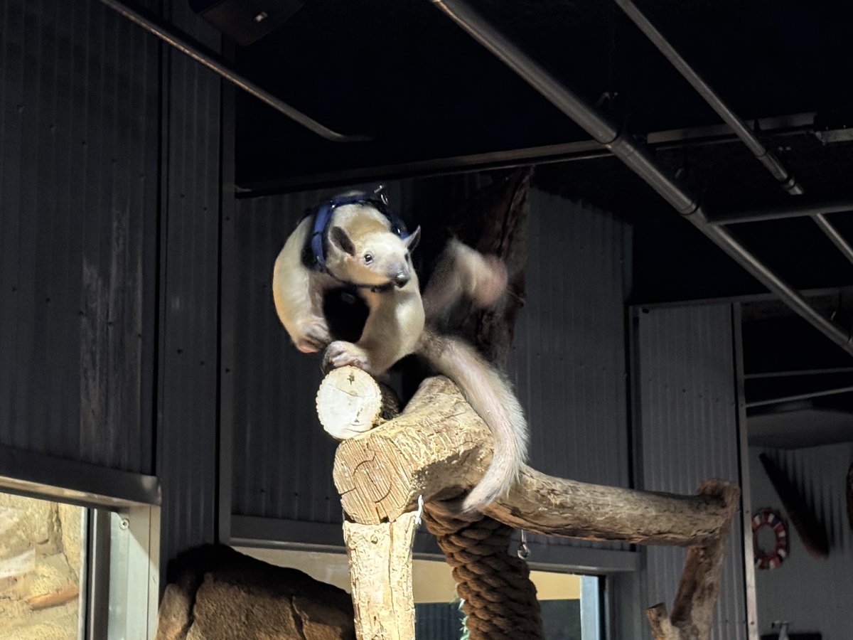 Cynthia Wang tweet media