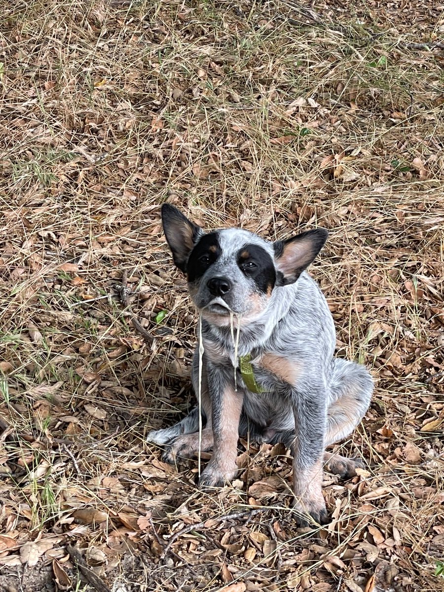 SwingPearlSwing's tweet photo. @Garrett_Watts Meet Robbie Bobbie he’s an Australian cattle dog and he’s crazy but the most loving sweetie pie &amp; he loves to hold your hand! He also loves to jump up and literally punch my other dog lol also he puked as a baby and it’s our fav pic of him https://t.co/WQ7VTIsRxx