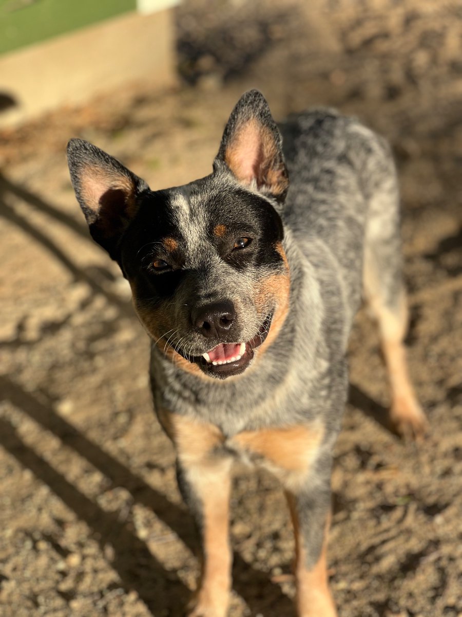 SwingPearlSwing's tweet photo. @Garrett_Watts Meet Robbie Bobbie he’s an Australian cattle dog and he’s crazy but the most loving sweetie pie &amp; he loves to hold your hand! He also loves to jump up and literally punch my other dog lol also he puked as a baby and it’s our fav pic of him https://t.co/WQ7VTIsRxx