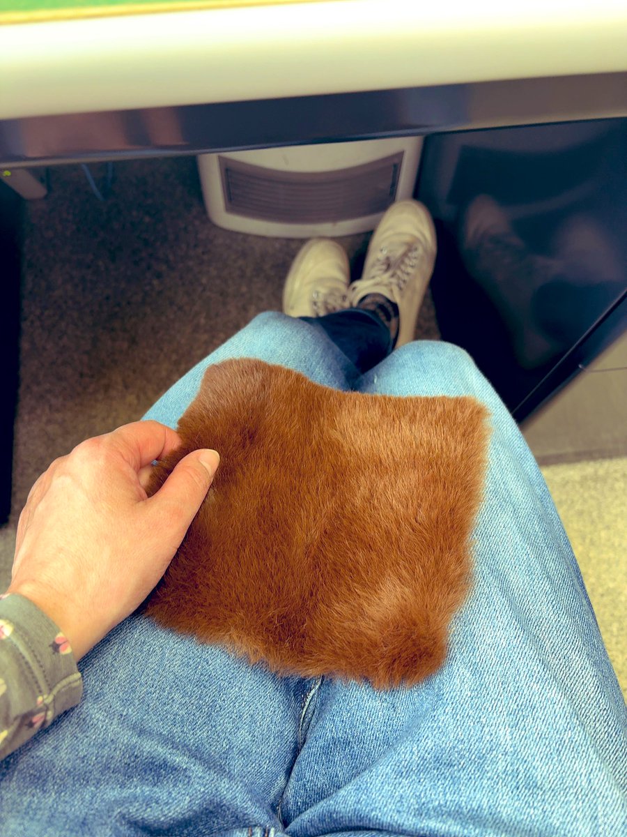 職場にネコがいたらいいのになーと思ってふわふわを撫でながら仕事してる。
(ネコ飼ったことないけどネコ派)