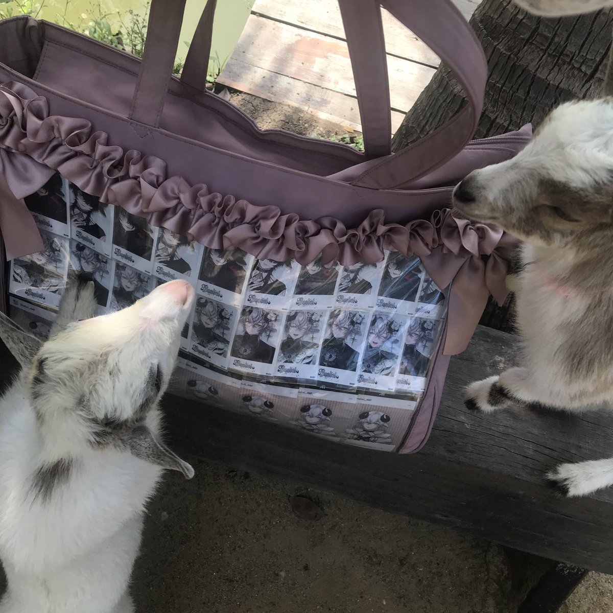 น้องมุงพี่บ่าวใหญ่เลย🤍🐏 #BaabelLamb