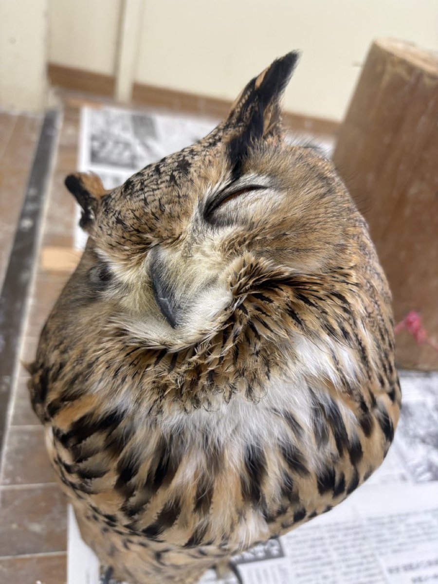 oh stop it, you! awwww cmon you don’t mean that. you’re too kind… stoooop!! yes I’m good at hooting but stoooop