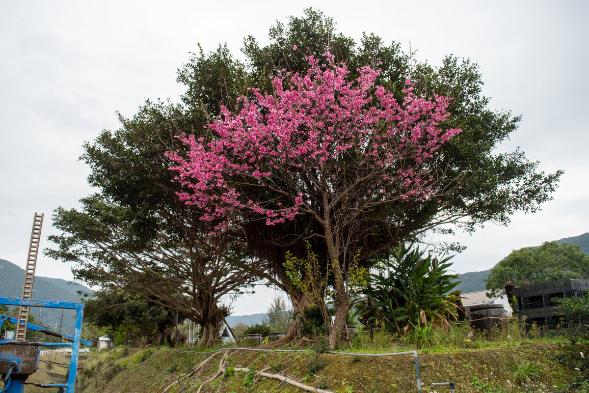 黒糖焼酎れんとの奄美大島開運酒造【公式】 tweet media