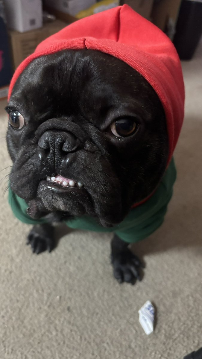 bokimu's tweet photo. @Garrett_Watts This is Sven. He’s a goofy goober and a gentleman when out in public and a total menace at home https://t.co/b7kjKFgCV4