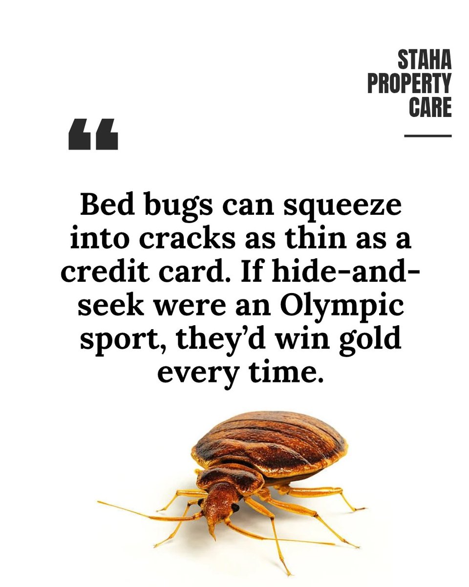StahaProperty's tweet image. Bed bugs can squeeze into cracks thinner than a credit card. Olympic -level hiding skills! 💡 Luckily, we're better at finding them. #BugFreeLiving #BedBugControlKenya #StahaPropertyCare