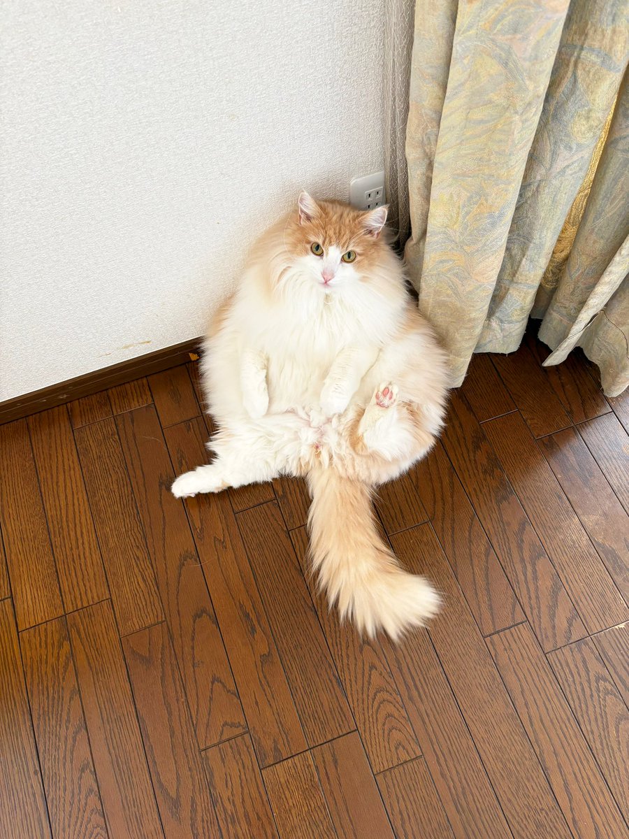 ぺーちゃんのママ (@pechannoma56368) / Posts / X