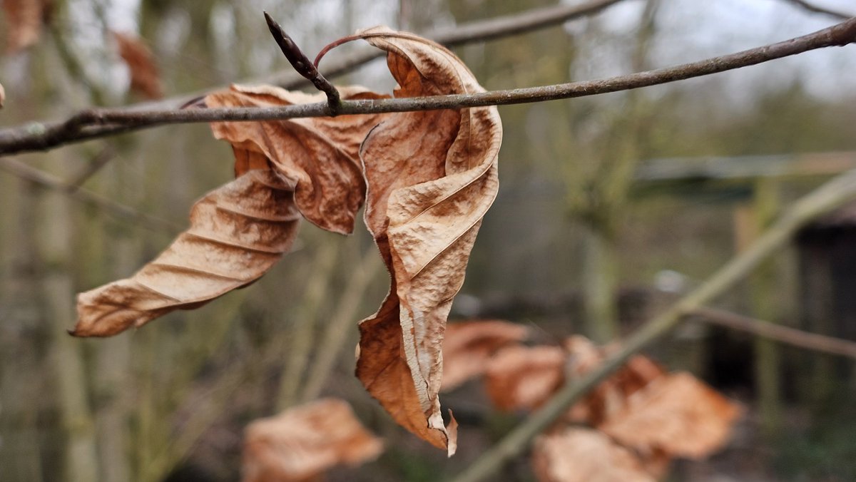 DuylsBos's tweet photo. De oranjeachtige blaadjes van de beuk zitten nog steeds aan de takken en geven nog kleur in het Bos. De knoppen beginnen al iets te schuiven en als er blaadjes uitkomen vallen de oude er pas af
#beuk #fagus #februari #altijdwattezien #indenatuur https://t.co/e5LHKMbEjT