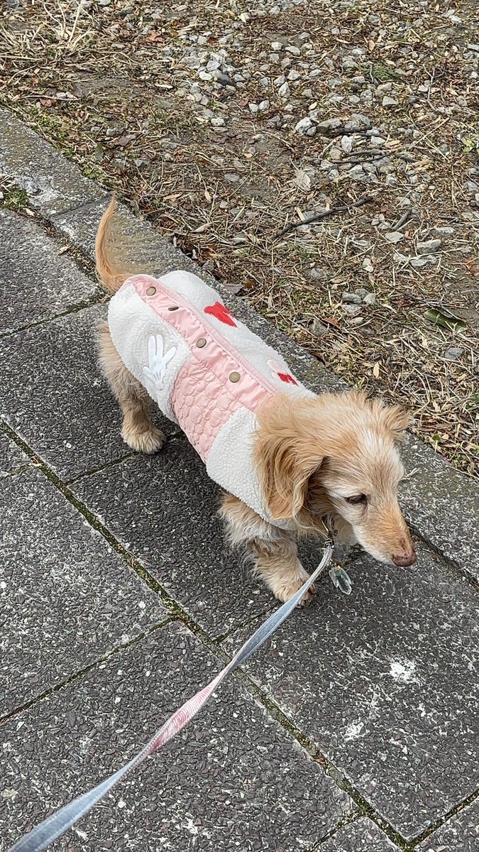 ゆきんこ🌸 (@Yukinko0520) / Posts / X