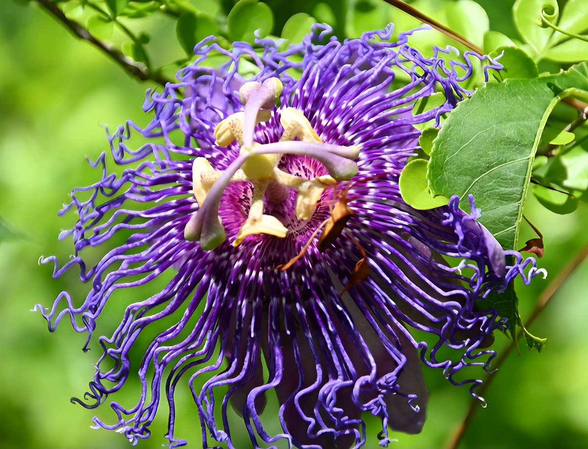 Picturelove141's tweet photo. A series from the gallery for #FlowersOnFriday
#MyImages https://t.co/qp0NZzs2OA