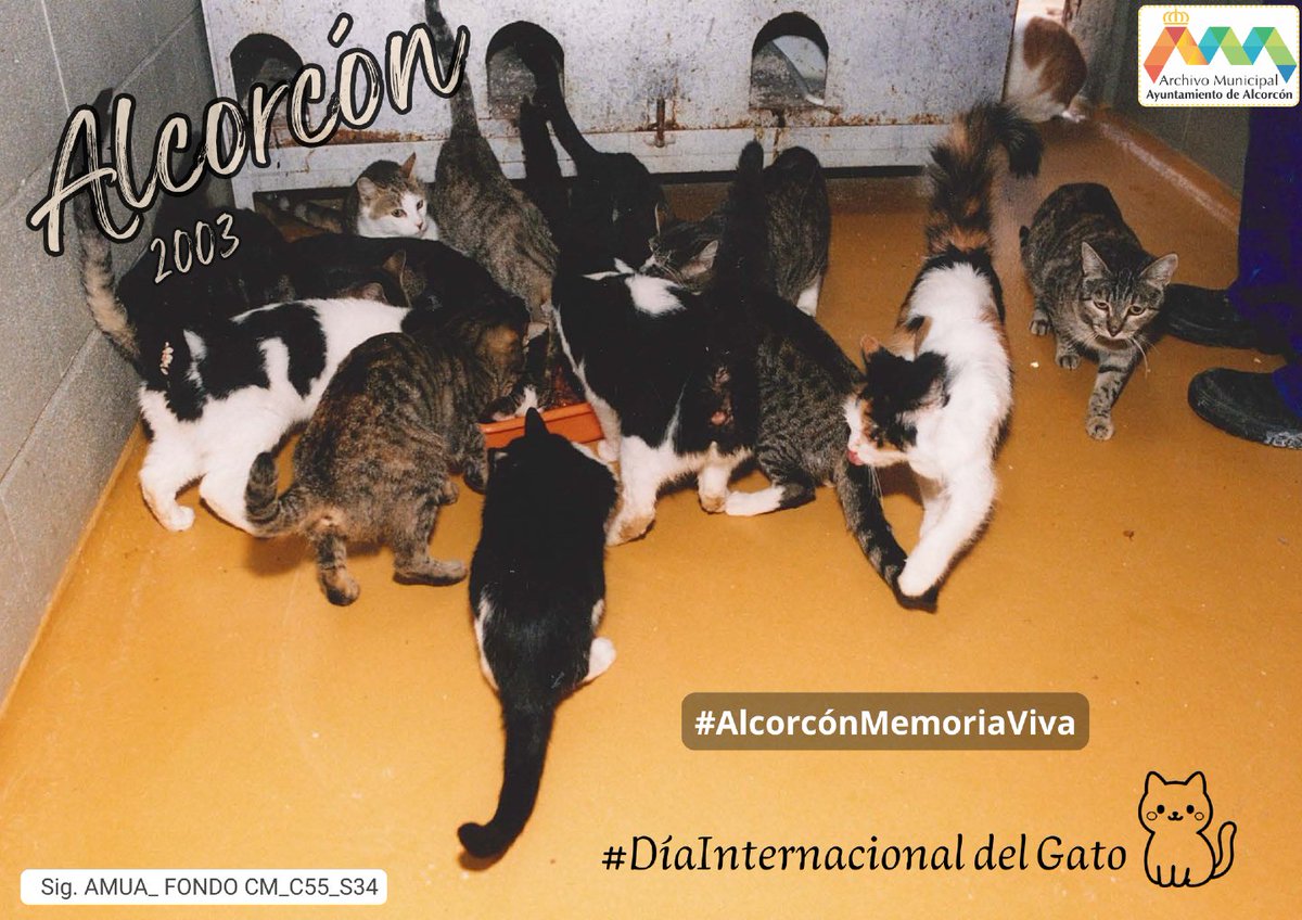 Archivo de Alcorcón tweet media