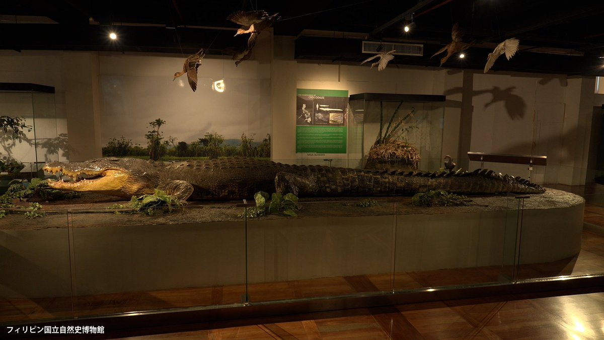 【公式】超危険生物展 tweet media