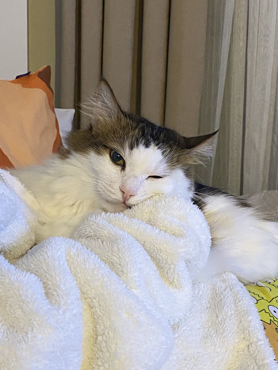 Oreo🍪 tweet media