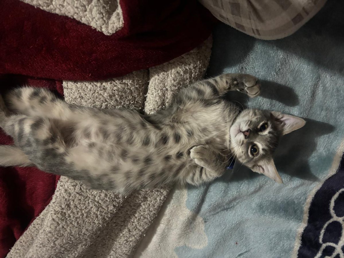 #DiaDelGato
Mi bebé Milo