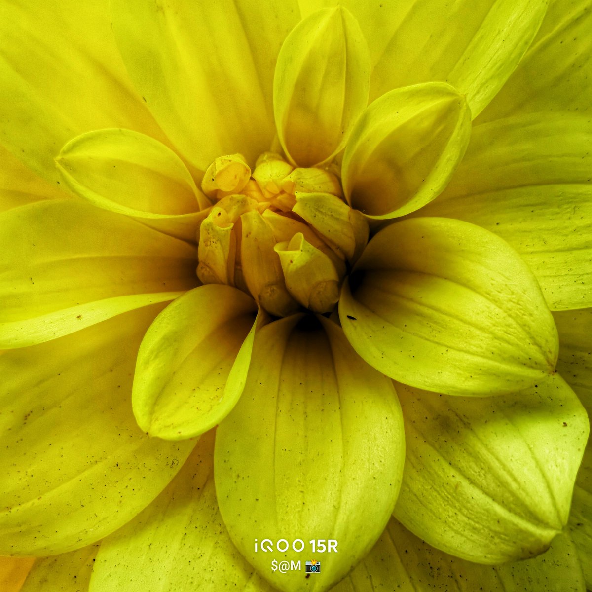 TechSAM009's tweet photo. Nature's Poetry Through the Lens📸 – iQOO 15R🌼
#ClickedOniQOO
#iQOOCommunity
@IqooInd 
@nipunmarya 
@parakram_h https://t.co/Z0ofQC2xN5