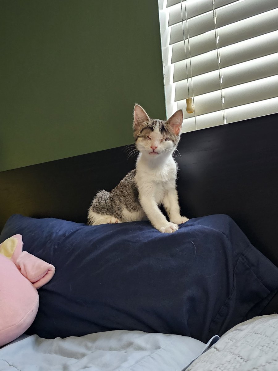 Chaztine27's tweet photo. @Garrett_Watts This is Gojo.
He’s 2.5 yrs old, blind and an absolute meance. He will launch himself at you.
I work at a shelter and he came in at 4 wks old with a horrible eye infection. Later, both eyes had to be removed.
His sibling got adopted.
He stayed.
So obviously I brought him home. https://t.co/15AV7vJ7aU