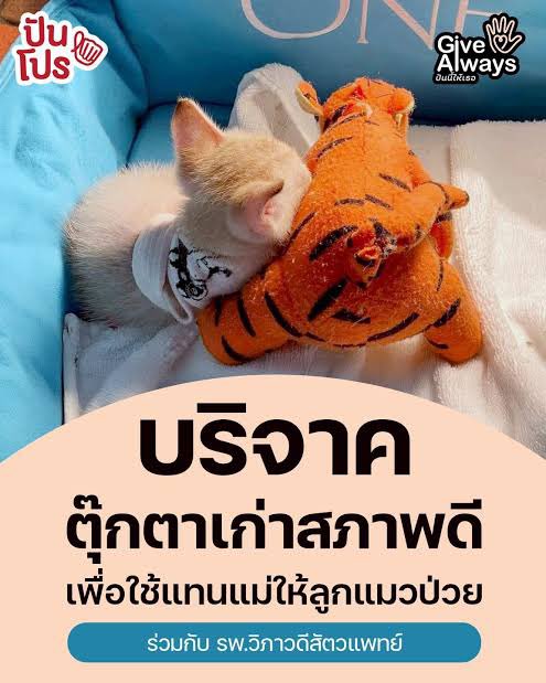 ตุ๊กตามีค่าทางจิตใจกับน้องสัตว์เด็กจริงๆนะ รพ.สัตว์ในไทยเองก็มีเปิดรับบริจาค ที่เคยส่งไปจะเป็นของรพ.วิภาวดีสัตวแพทย์ เค้ารับบริจาคตุ๊กตาเป็นแม่จุ๊บให้น้องแมวเบบี๋ 🥺🤏🏻