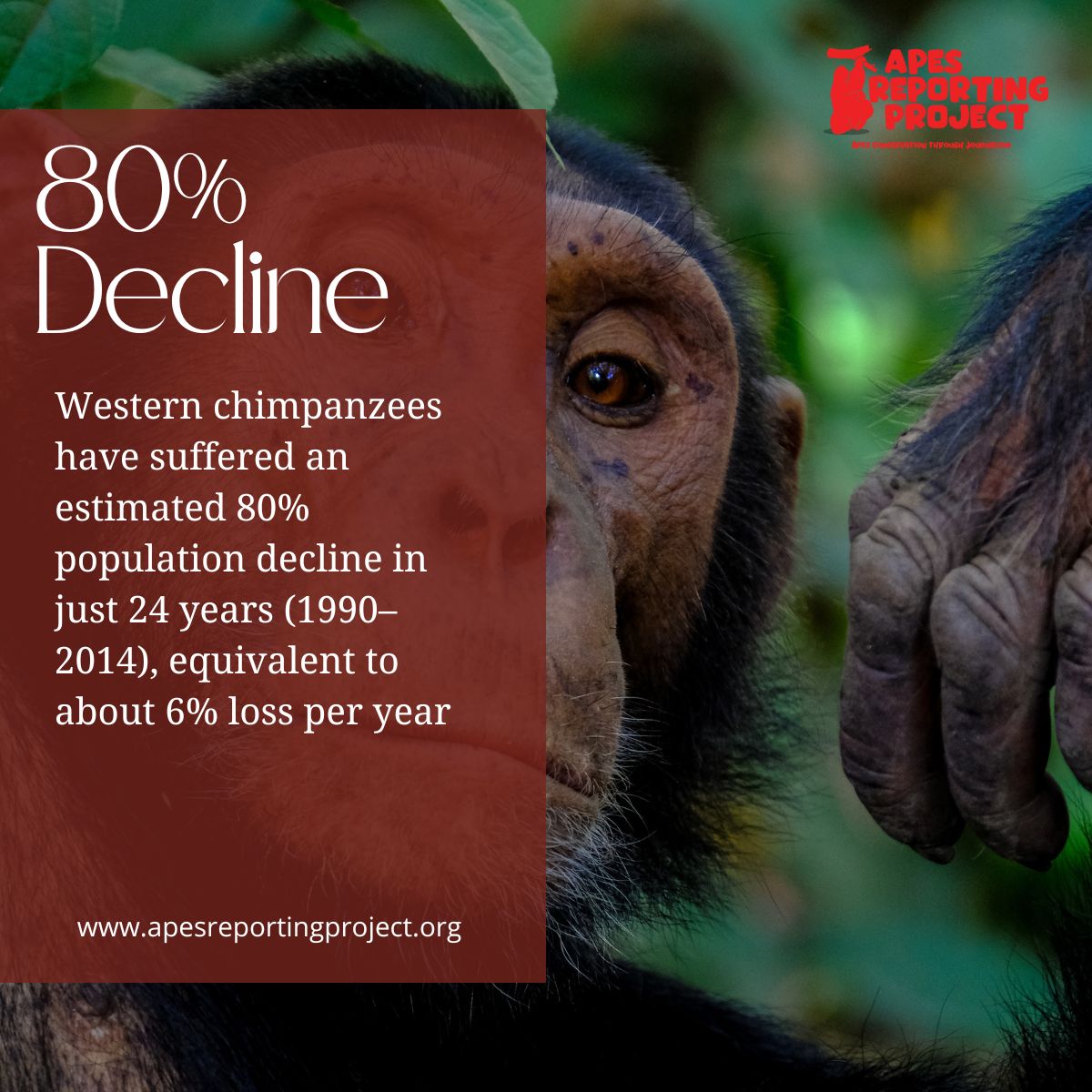 Apes Reporting Project tweet media